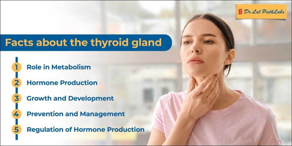 Role of thyroid gland in human body